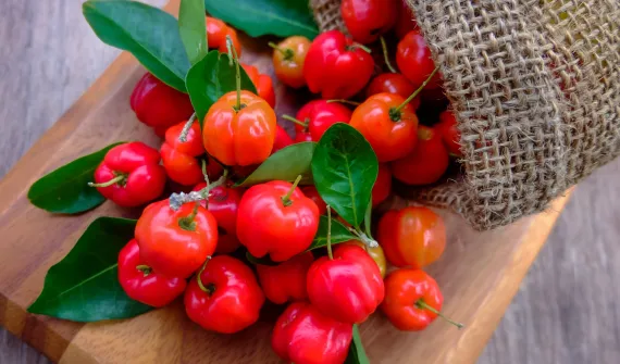 Acerola, czyli bogactwo witaminy C. Poznaj jej właściwości