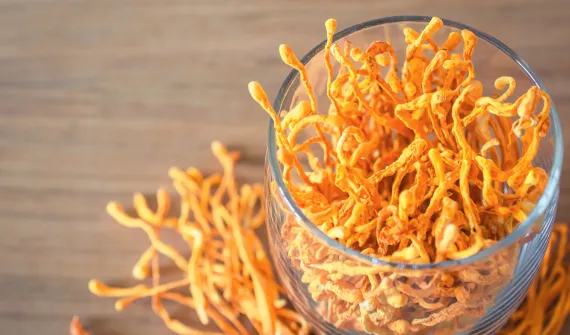 Cordyceps – czym jest i jak działa? Dawkowanie i przeciwwskazania